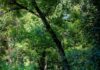 Mimo wszystko, jestem w Dobrym Miejscu serene forest trail surrounded by lush greenery