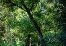 Mimo wszystko, jestem w Dobrym Miejscu serene forest trail surrounded by lush greenery