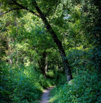 Mimo wszystko, jestem w Dobrym Miejscu serene forest trail surrounded by lush greenery