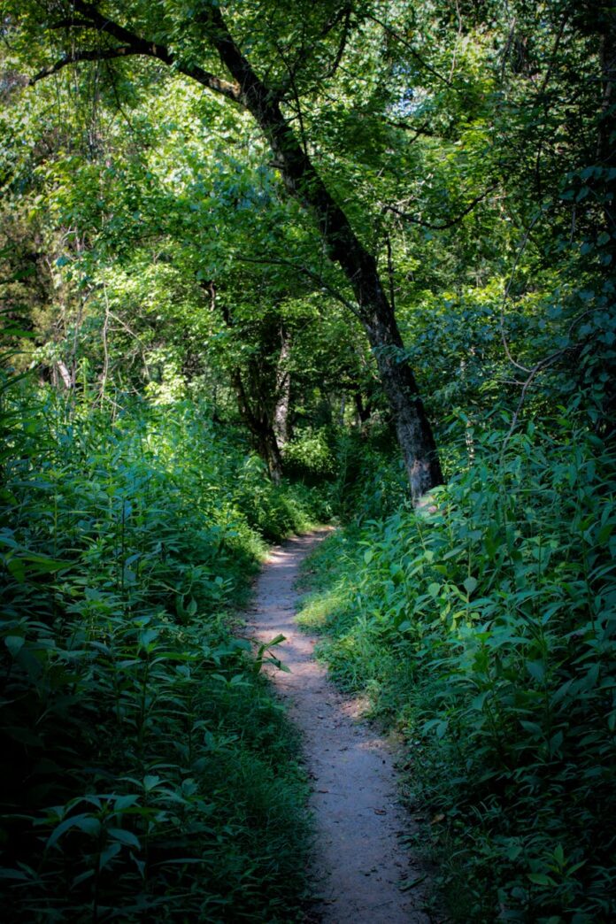 pexels-photo-32910213 serene forest trail surrounded by lush greenery